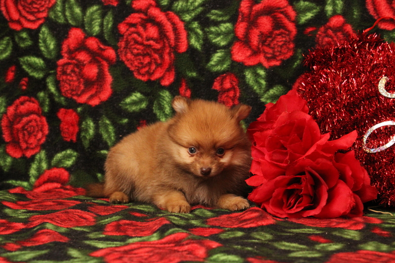 puppy, for, sale, Pomeranian, Matthew B. Stoltzfus, dog, breeder, Gap, PA, dog-breeder, puppy-for-sale, forsale, nearby, find, puppyfind, locator, puppylocator, aca